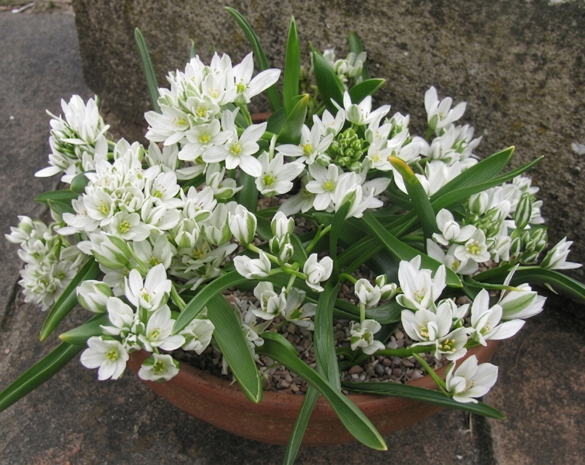 Ornithogalum oligophyllum